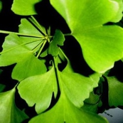 Лекарственные растения