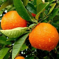 Мандарин Ковано-Васе