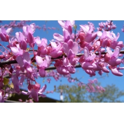 Церцис Канадский