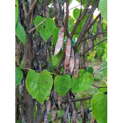 Церцис Канадский