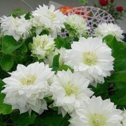 Клематис Герцогиня Эдинбуржская фото