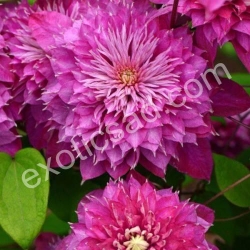 Клематис "Кайзер" (Kaizer)