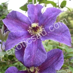 Клематис "Каменный цветок"