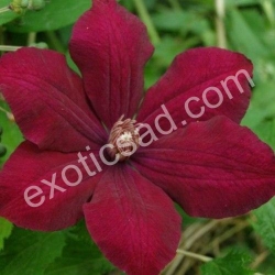 Клематис "Руж Кардинал"