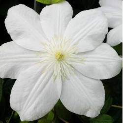 Клематис Мадам ле Культр фото