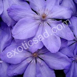 Клематис "Мисс Чолмондели"