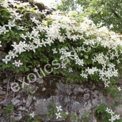 Клематис "Монтана Грандифлора"