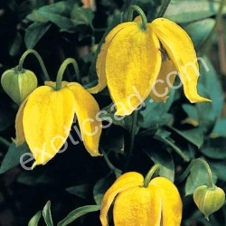 Клематис Тангутский "Радар Любви"