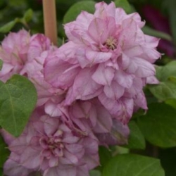 Клематис "Innocent Blush"