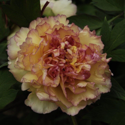 Кинкаку Джин Ге