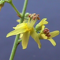 Кельрейтерия2