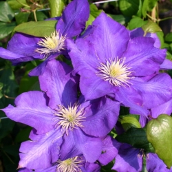 Клематис "Lady Betty Balfour"