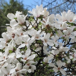 Магнолия Кобус фото