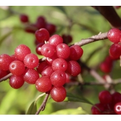 Лох зонтичный POINTILLA SWEET'N'SOUR