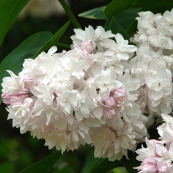 Сирень Красавица Москвы