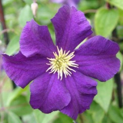 Клематис "Viola"