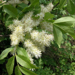 Ясень білий