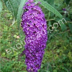 Буддлея Давида "Black Knight"