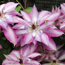 Клематис Серафина фото