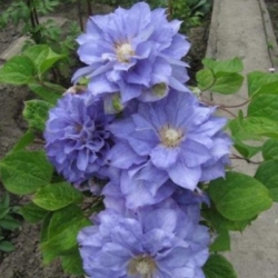 "Клематис Diamond Ball