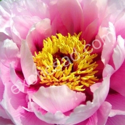 Древовидный пион (розовый)