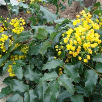 Магония падуболиста