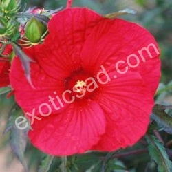 Гибискус болотный "Fireball"