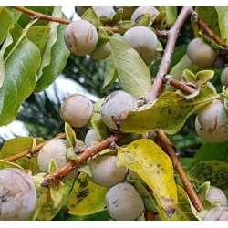 Хурма кавказкая Diospiros lotus