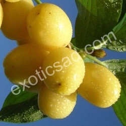 Кизил янтарный ягоды