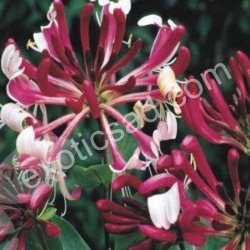 Жимолость Серотина