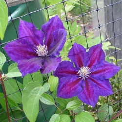 Клематис Юлька фото