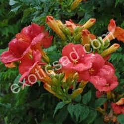 Кампсис Фламенко (Campsis radicans)