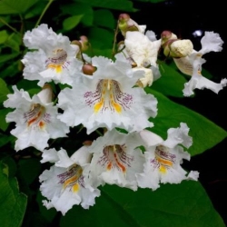 Катальпа прекрасная