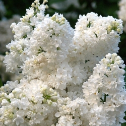 сирень мадам казимир перье