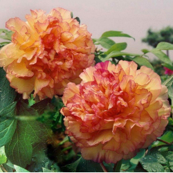 Древовидный пион Kinkaku Jin Ge (Кинкаку Джин Ге)