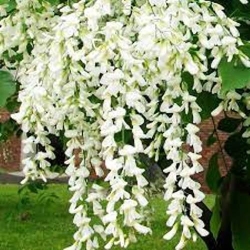 Кладрастис1