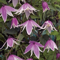 Княжик Propertius