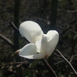 Магнолия Кобус первое цветение