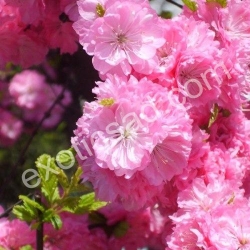 Миндаль трехлопастной Розенмунд