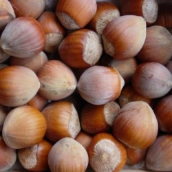 Фундук Обильный