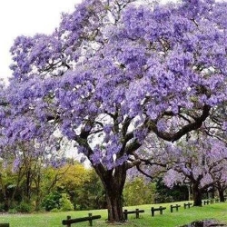 Павловния фото