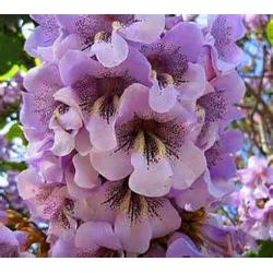 Павловния дерево