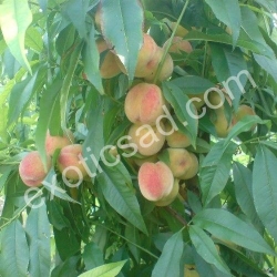 Персик "Днепровский"