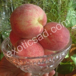 Персик "Киевский Ранний"