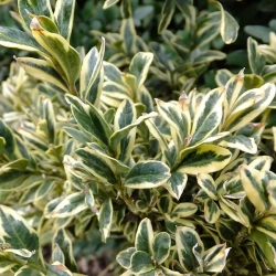 Самшит вечнозеленый Вариегата