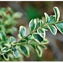 Самшит вечнозеленый Вариегата