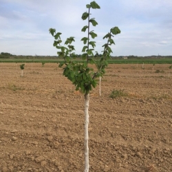 Фундук Шедевр привитой на медвежьем орехе