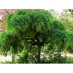 Взрослое дерево софори