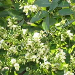Софора Японская (Sophora Japonica)
