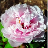 Древовидный пион махровый Рейне Элизабет (Reine Elisabeth)